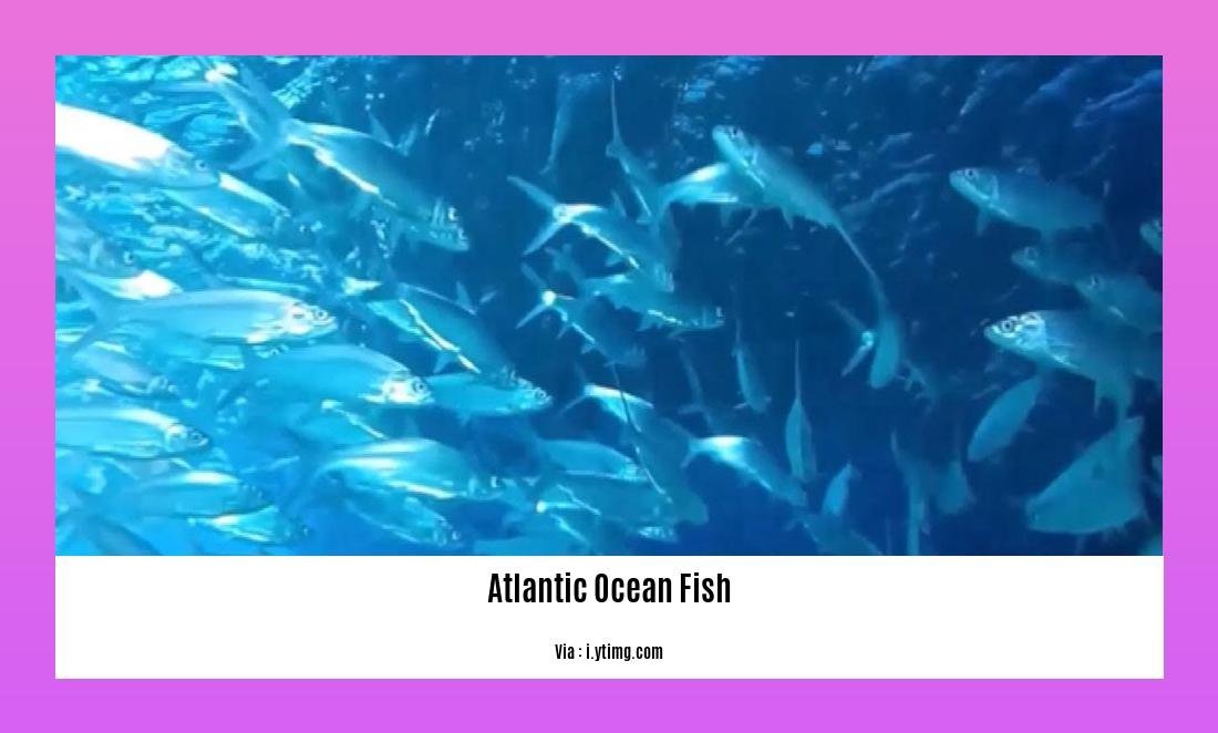 atlantic ocean fish list