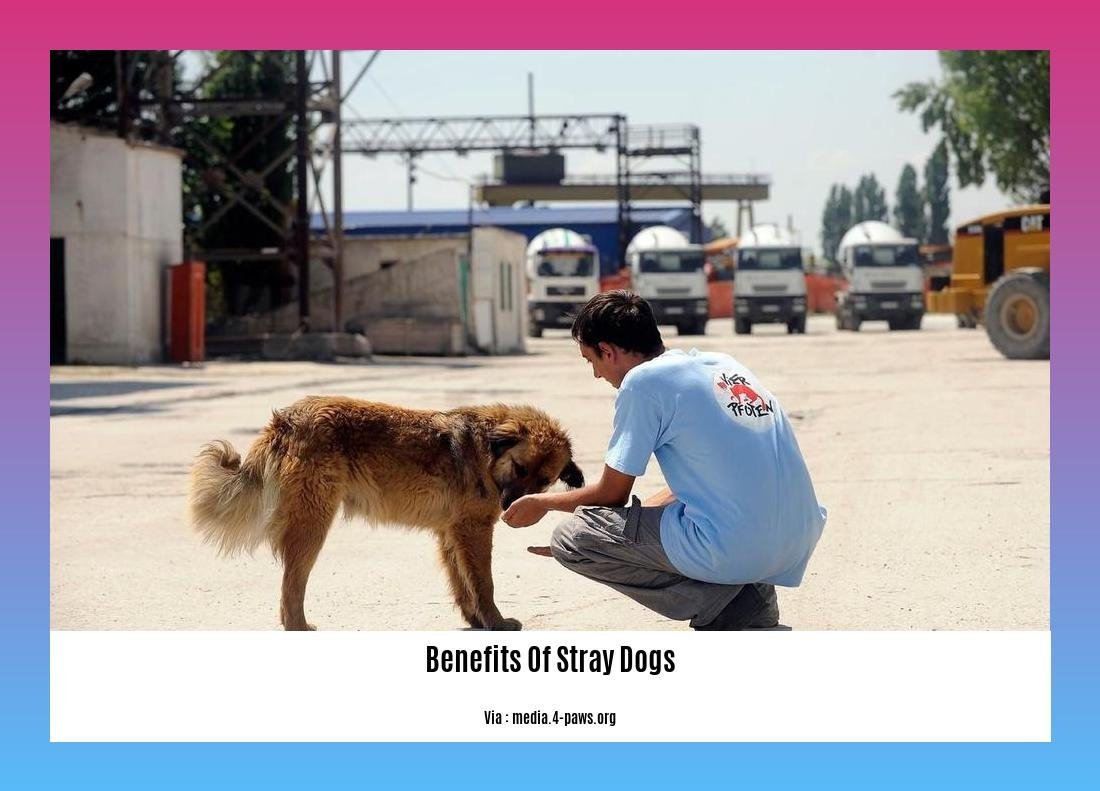 benefits of stray dogs 2