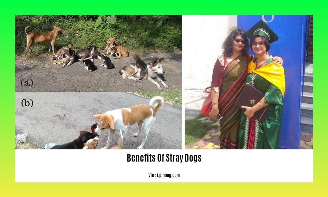 benefits of stray dogs