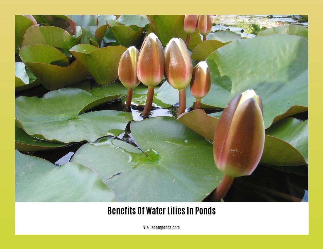 benefits of water lilies in ponds