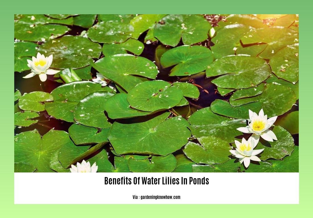 benefits of water lilies in ponds 2