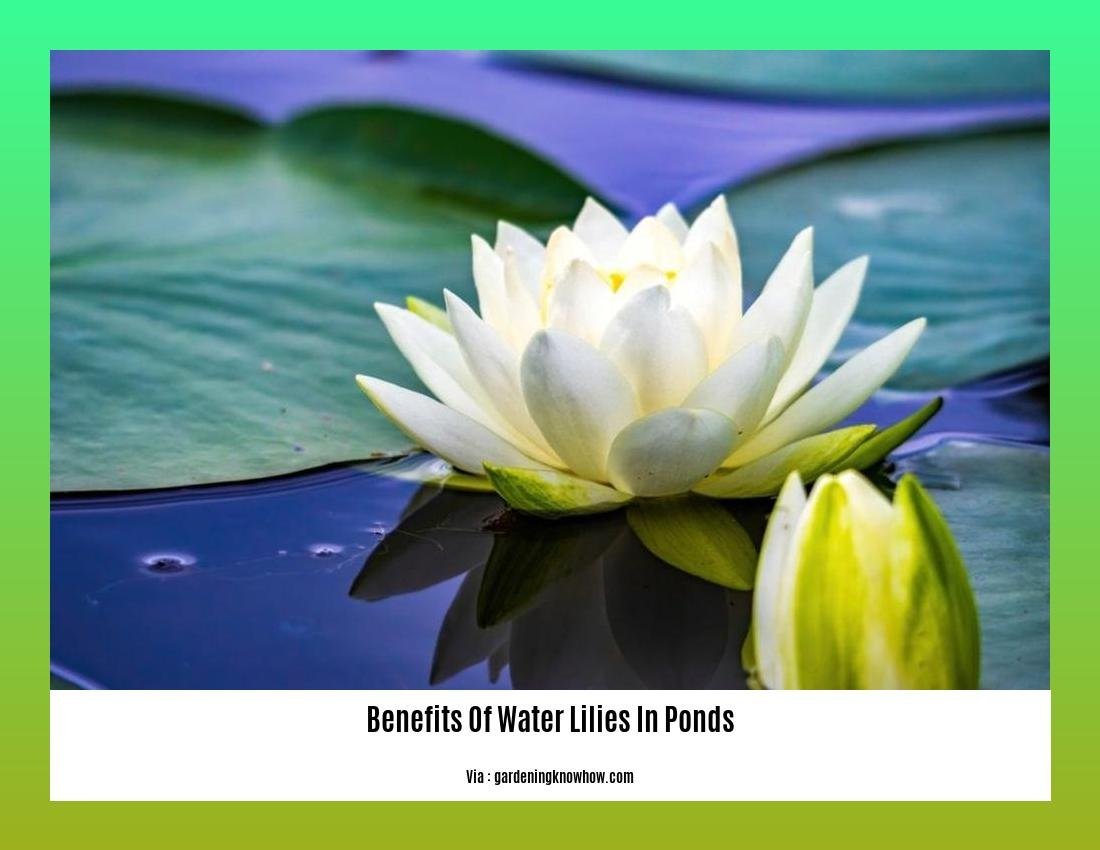 benefits of water lilies in ponds