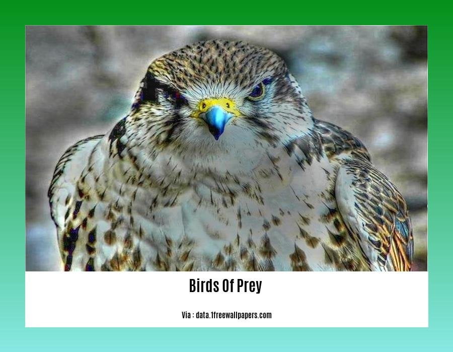 birds of prey facts 2