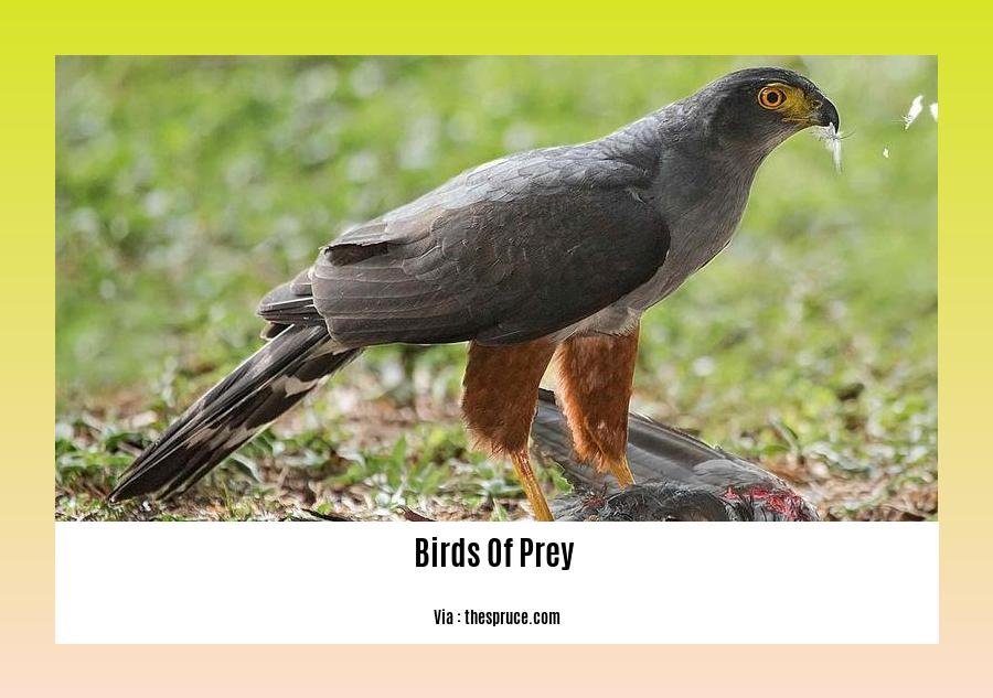 birds of prey facts