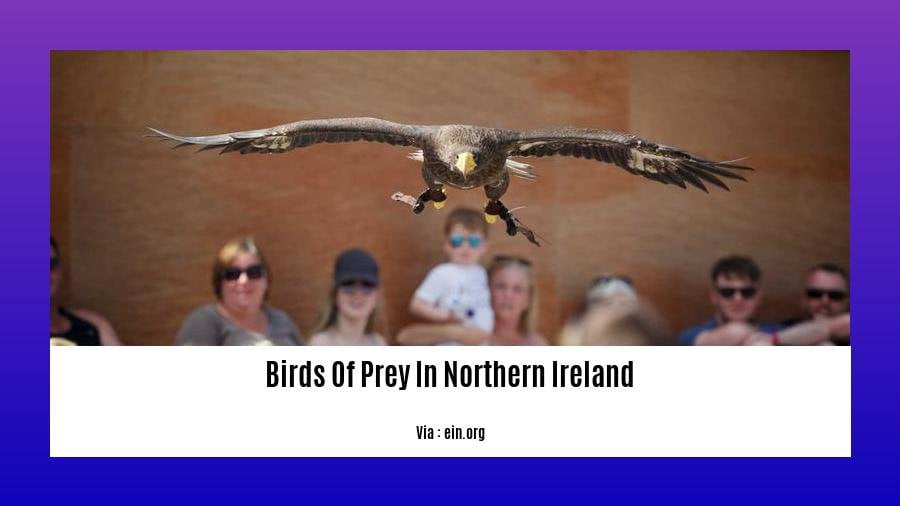 birds of prey in northern ireland