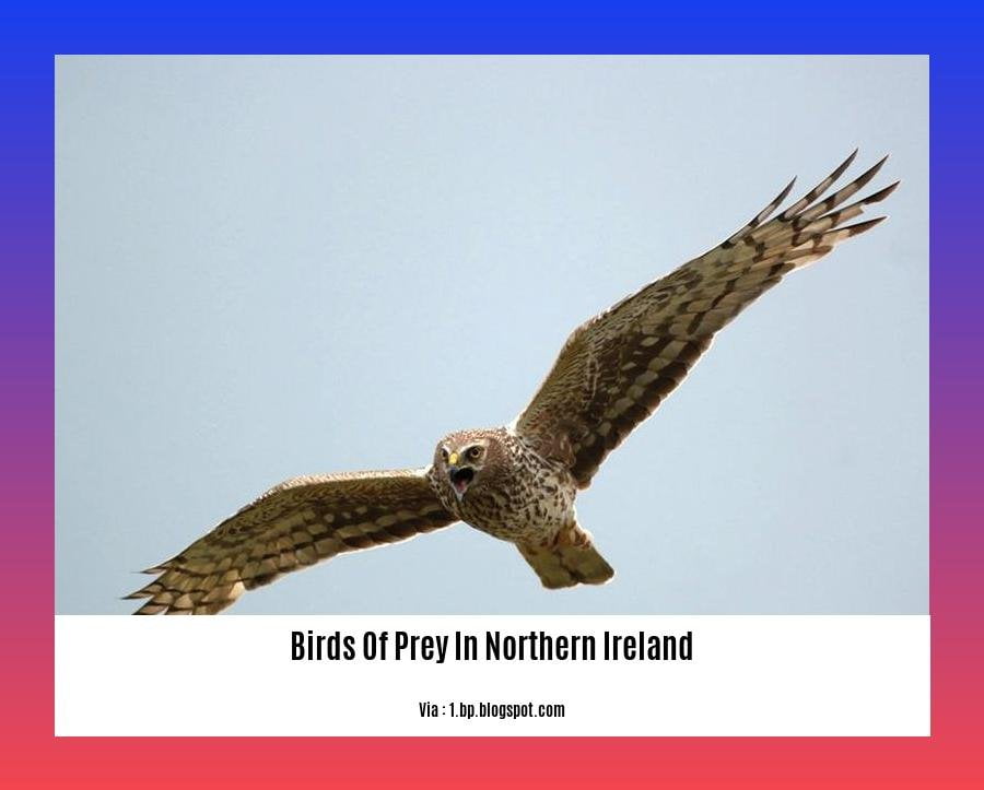 birds of prey in northern ireland 2