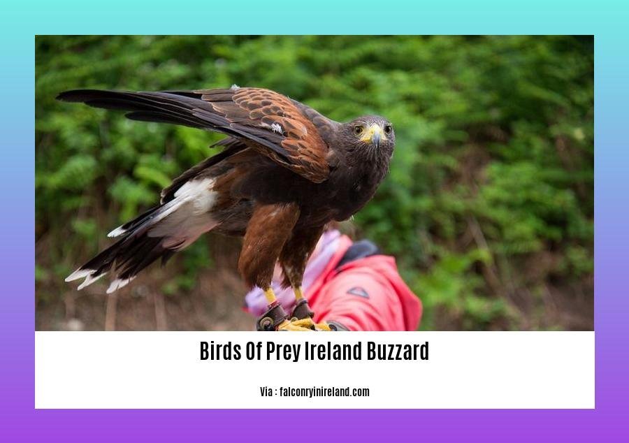 birds of prey ireland buzzard