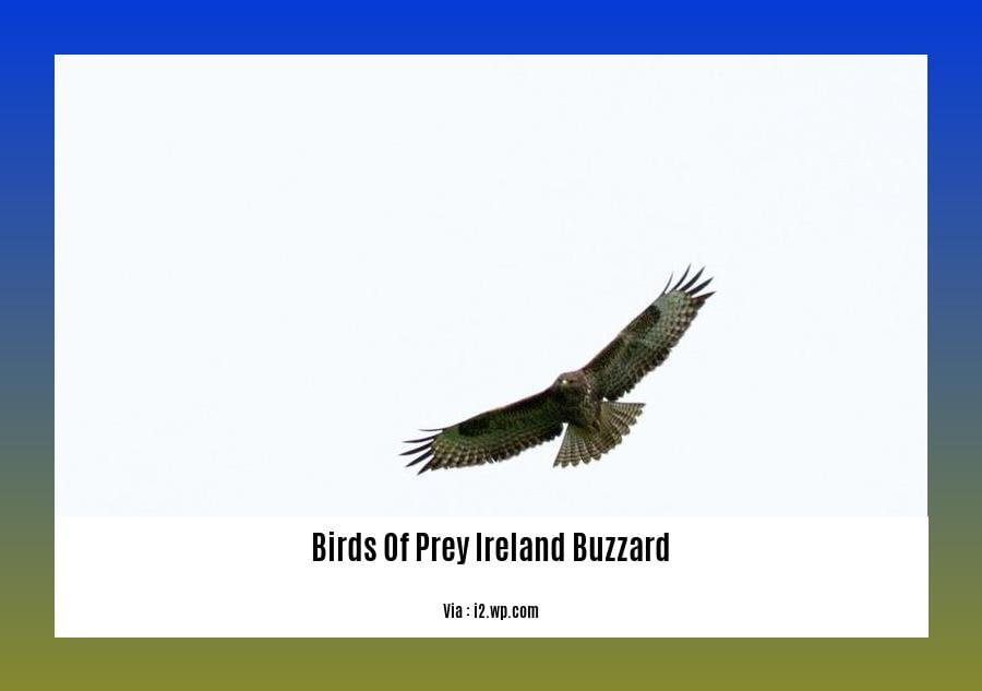 birds of prey ireland buzzard 2
