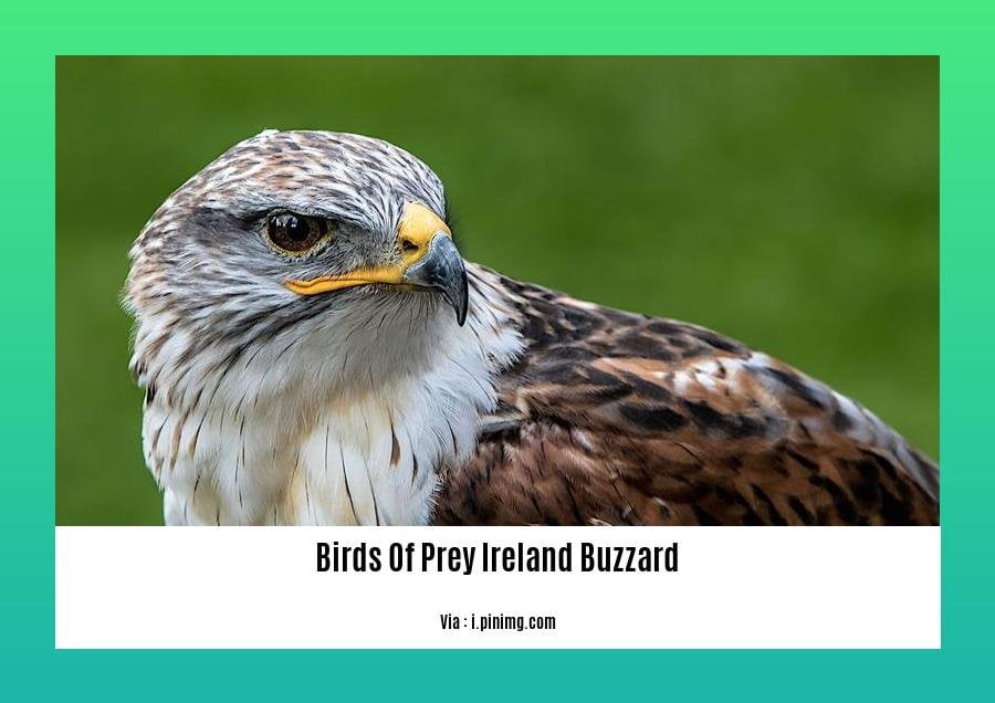 birds of prey ireland buzzard