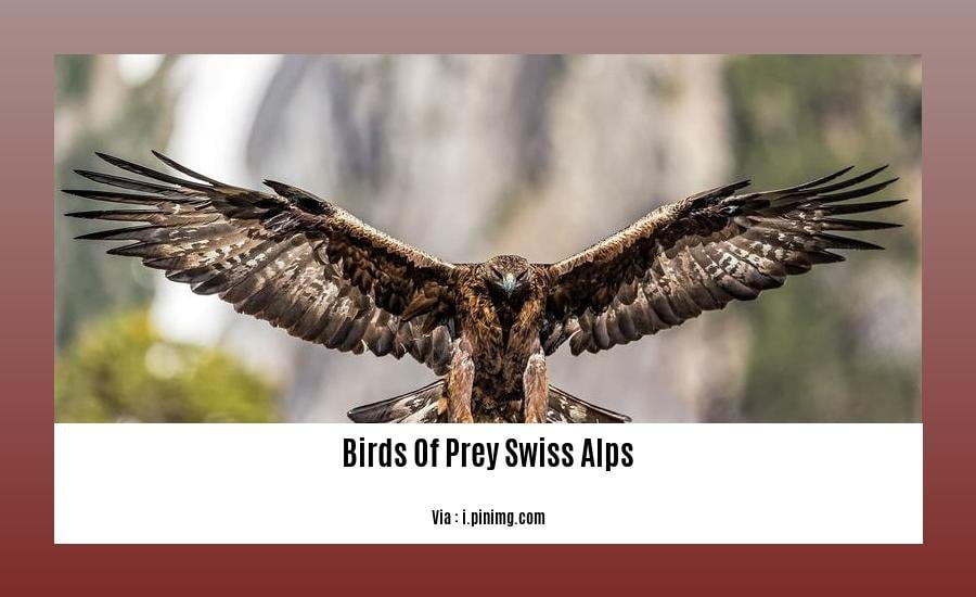 birds of prey swiss alps