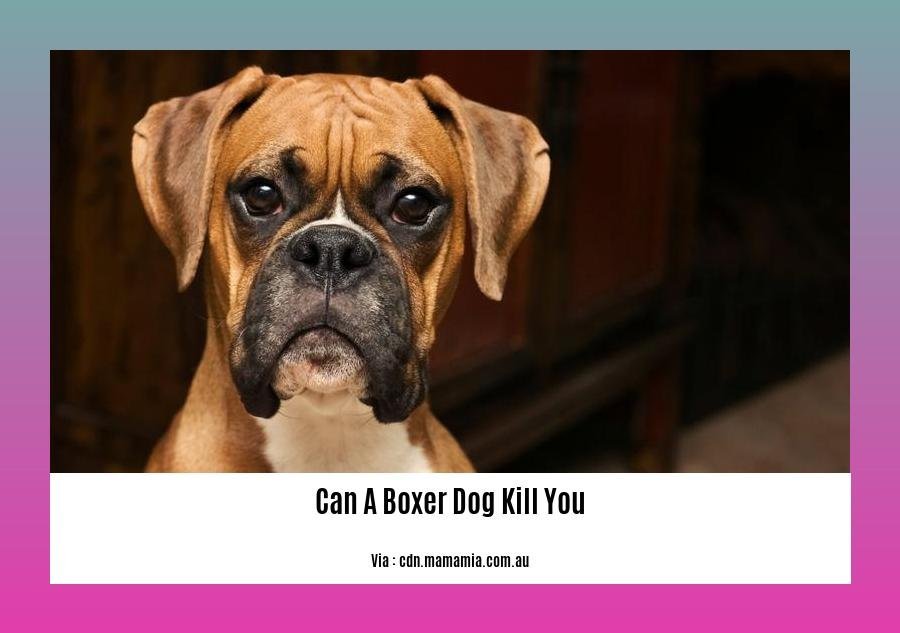 can a boxer dog kill you