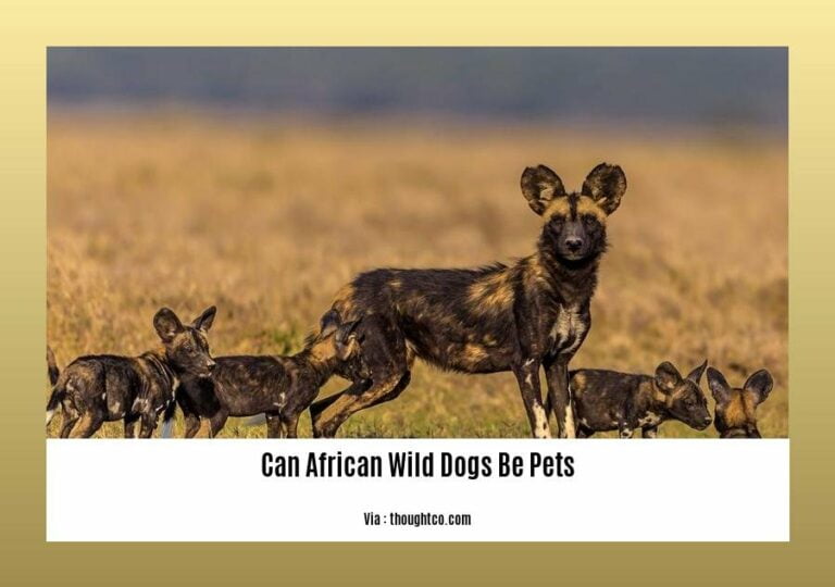 Can African Wild Dogs Be Pets Without Ethical and Safety Concerns?