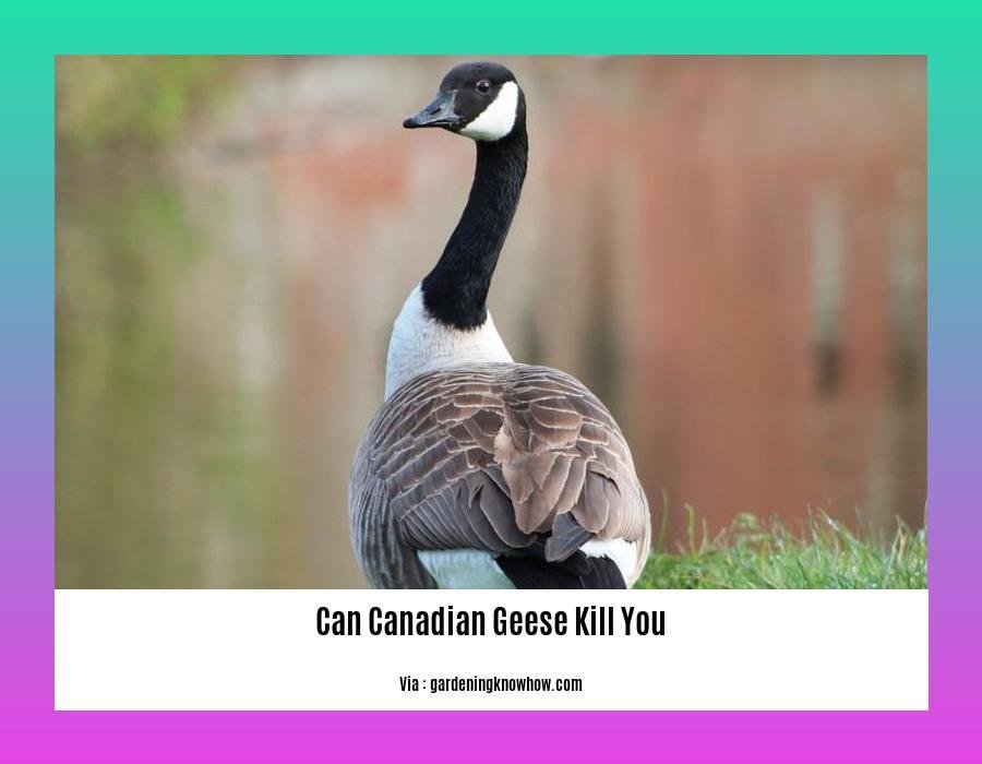 can canadian geese kill you