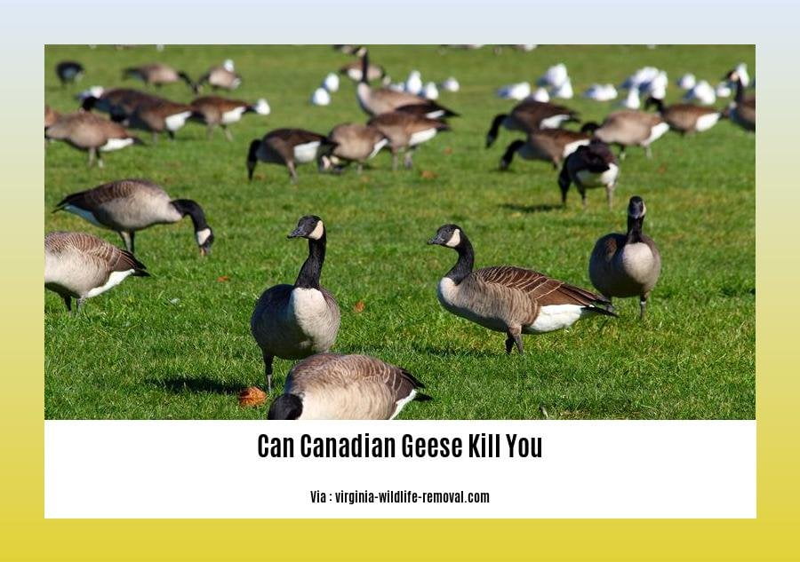 can canadian geese kill you 2