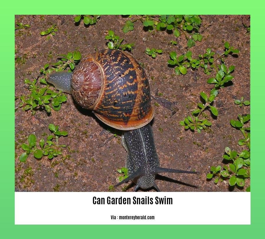 can garden snails swim 2