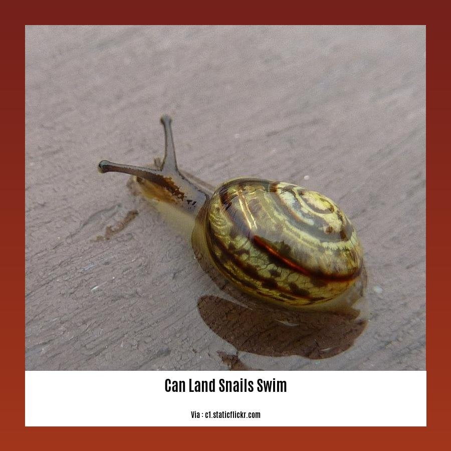 can land snails swim