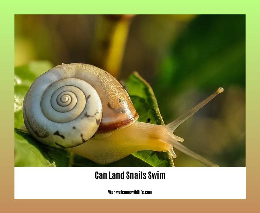 can land snails swim 2