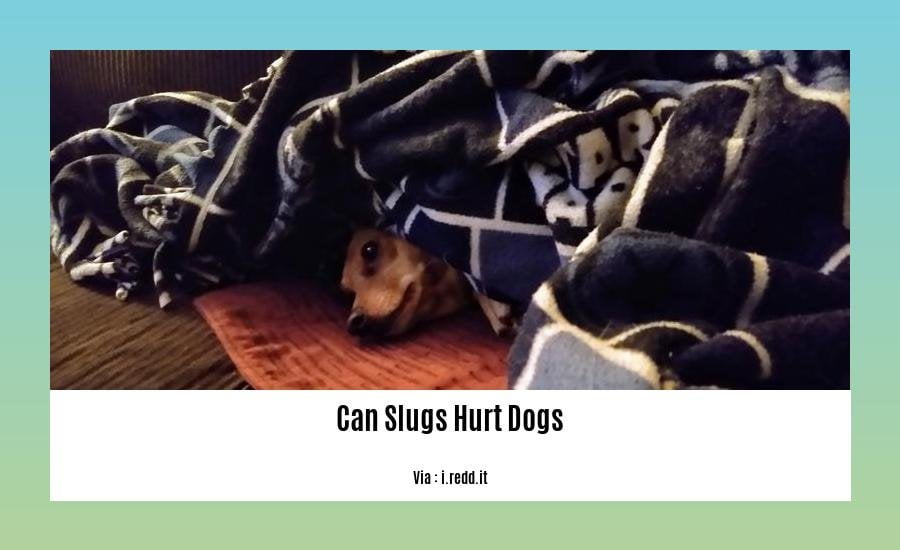 can slugs hurt dogs 2