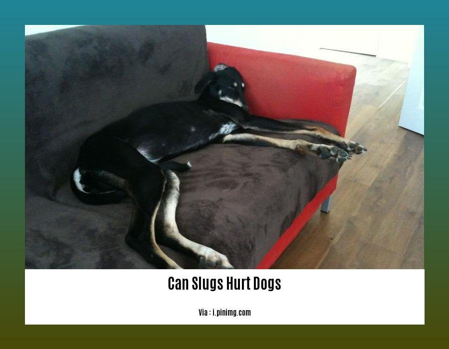 can slugs hurt dogs