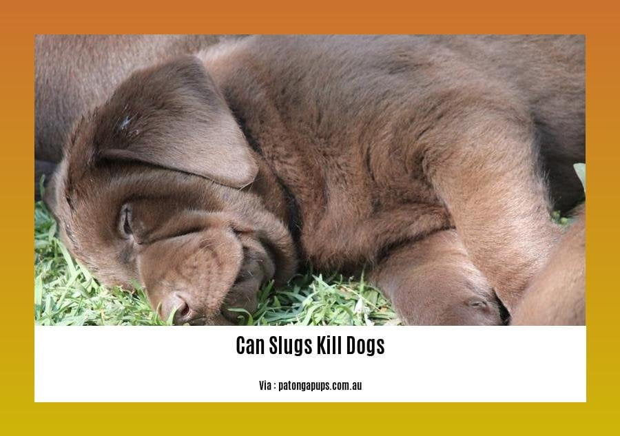 can slugs kill dogs 2