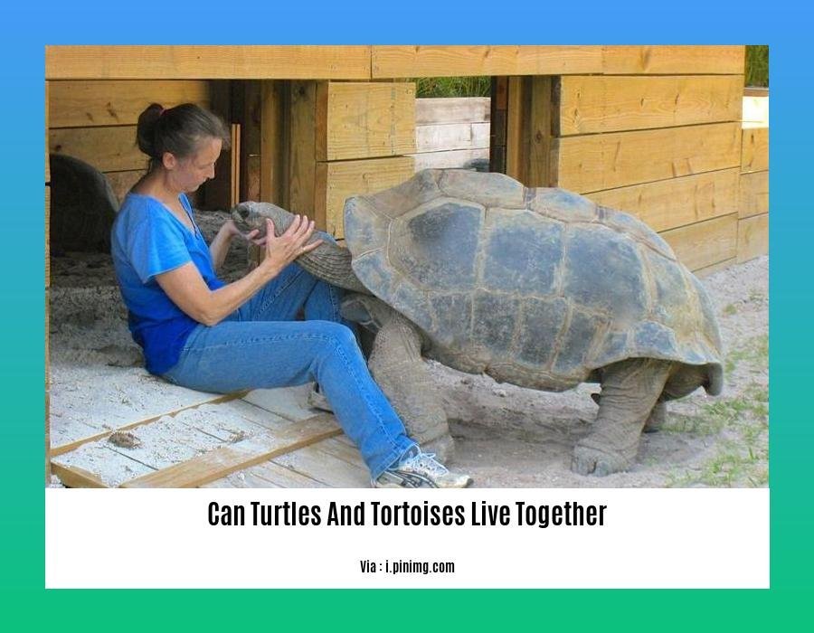 can turtles and tortoises live together