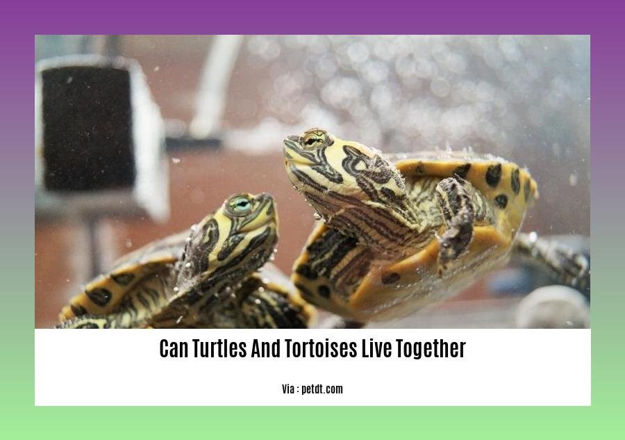 can turtles and tortoises live together 2