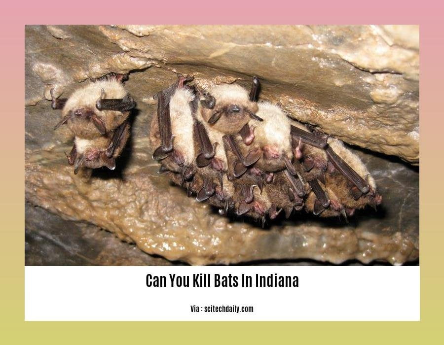 can you kill bats in indiana 2