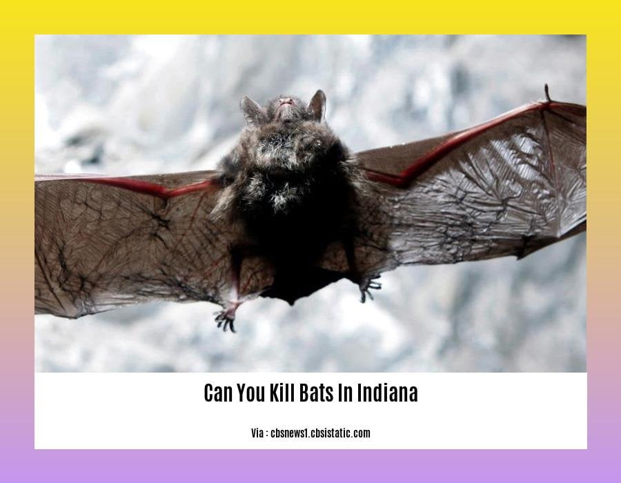 can you kill bats in indiana