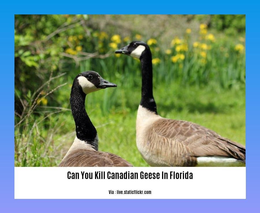 can you kill canadian geese in florida