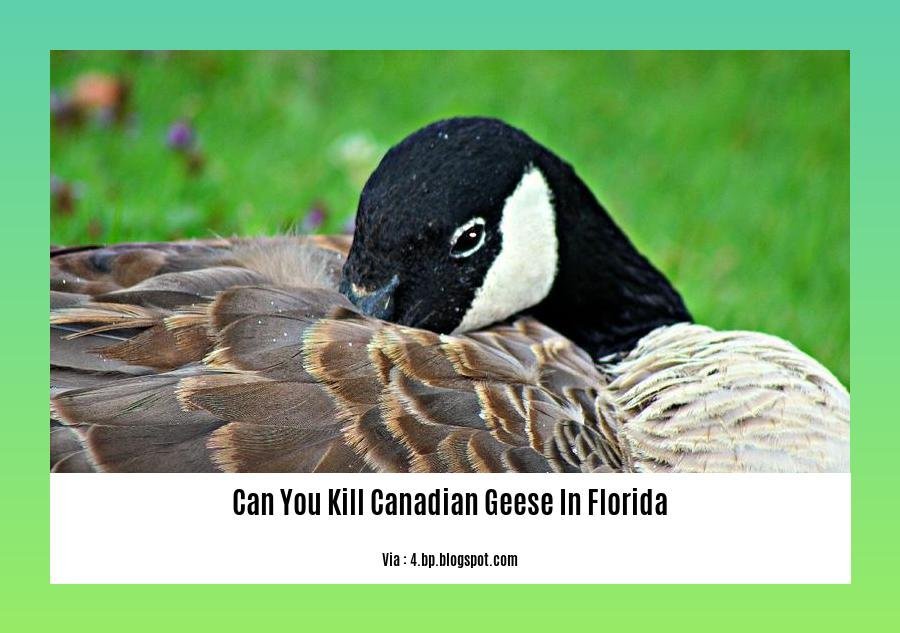 can you kill canadian geese in florida 2