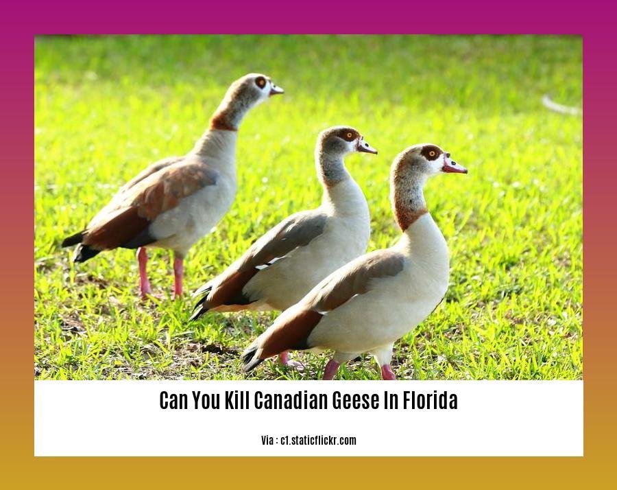 can you kill canadian geese in florida