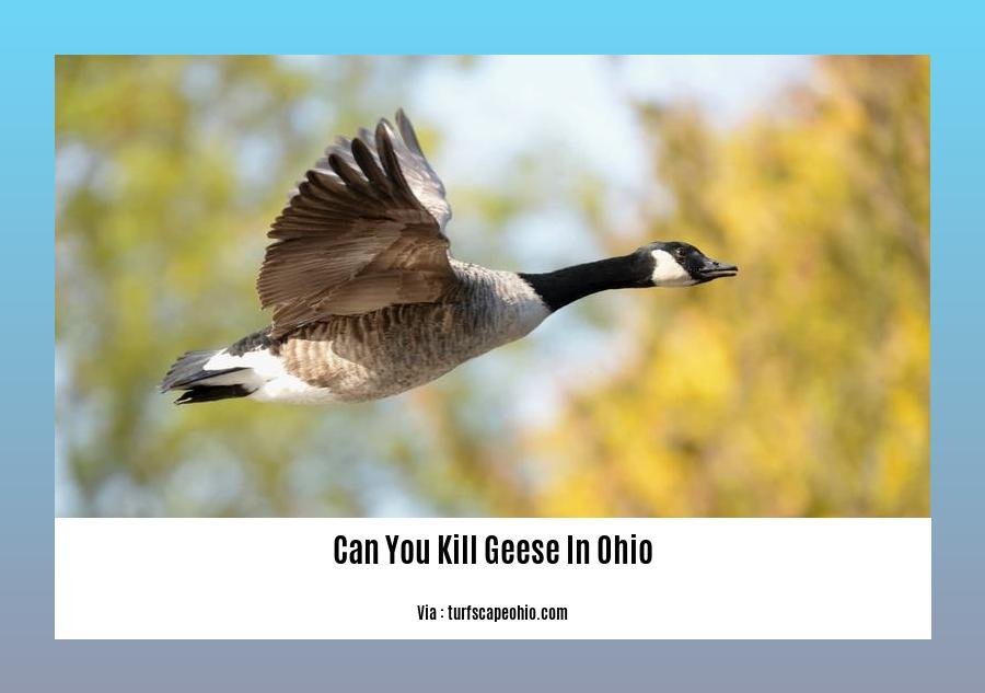 can you kill geese in ohio