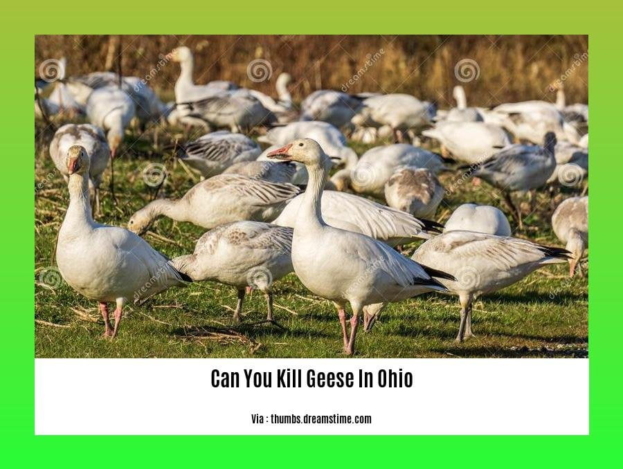 can you kill geese in ohio 2