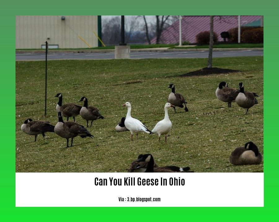 can you kill geese in ohio