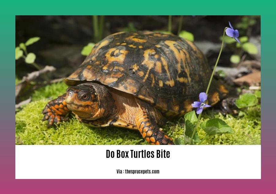 Demystifying Box Turtle Bites: Expert Insights on 'Do Box Turtles Bite'