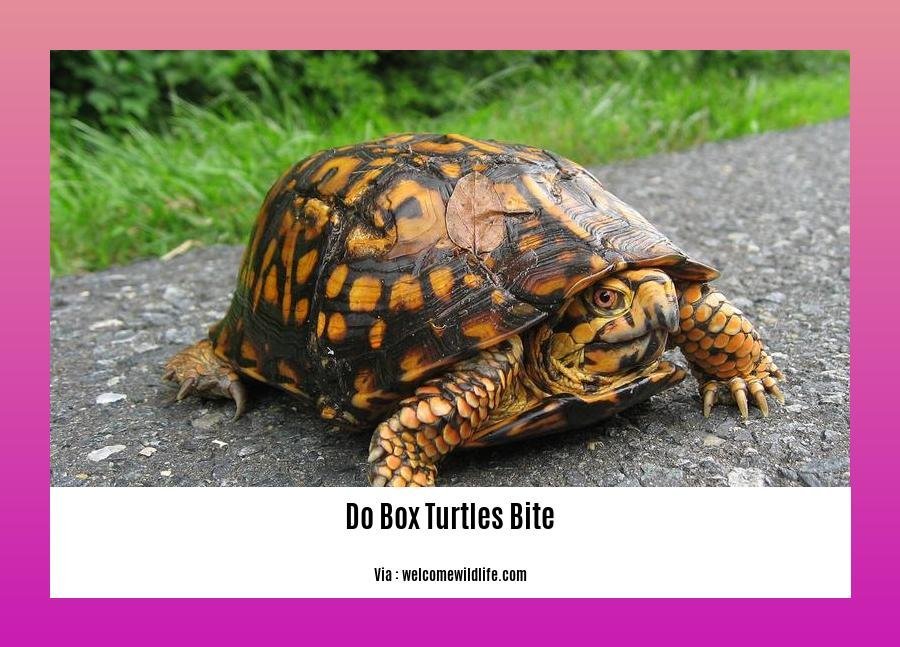 Demystifying Box Turtle Bites: Expert Insights on 'Do Box Turtles Bite'