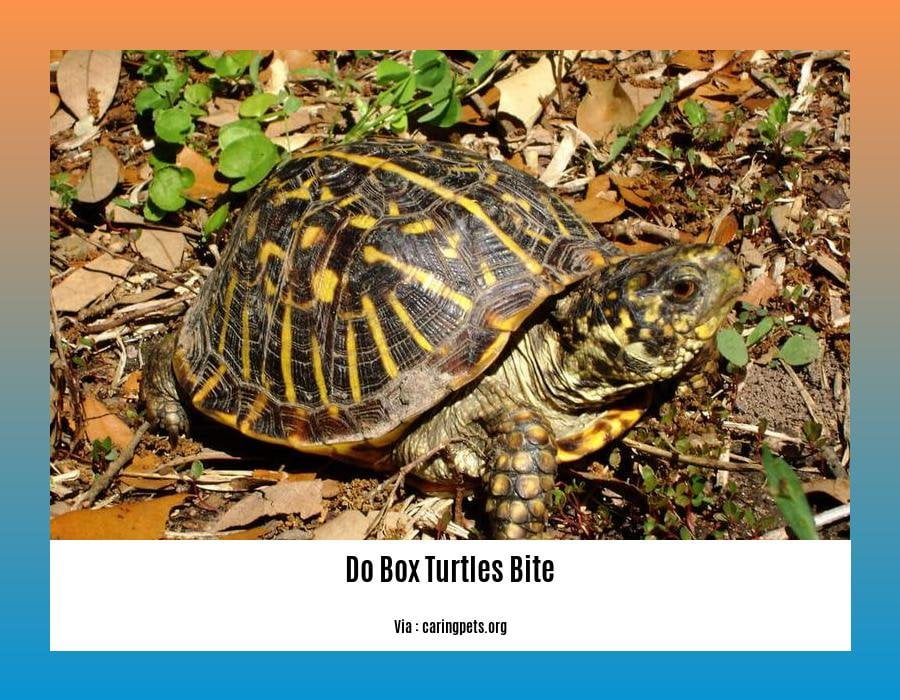 Demystifying Box Turtle Bites: Expert Insights on 'Do Box Turtles Bite'