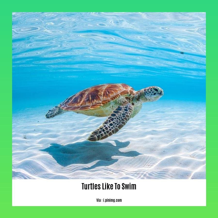 do box turtles like to swim