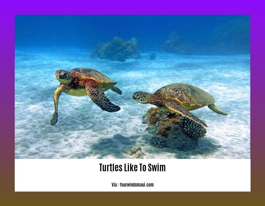 do box turtles like to swim 2