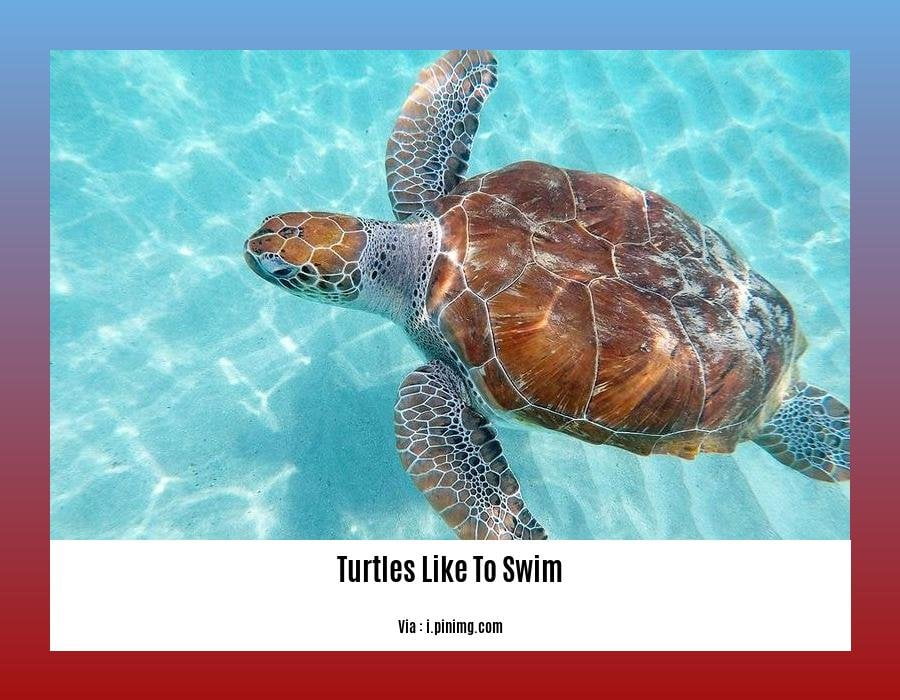 do box turtles like to swim