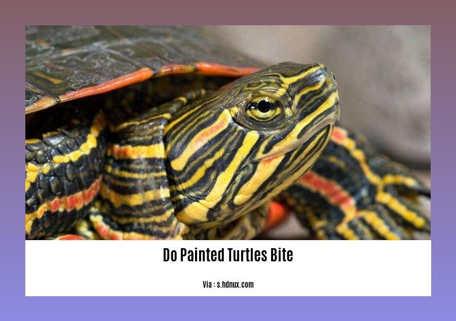 do painted turtles bite