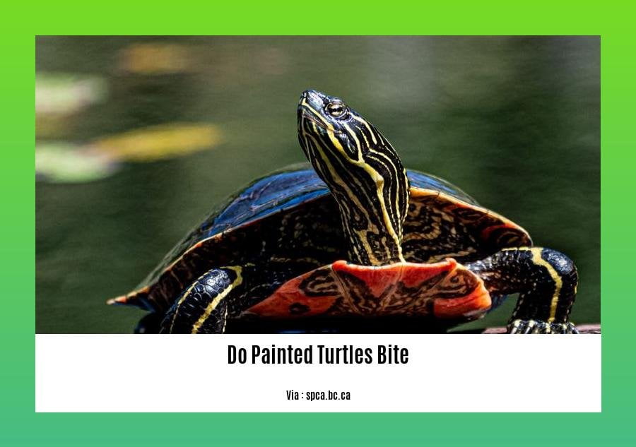 do painted turtles bite 2