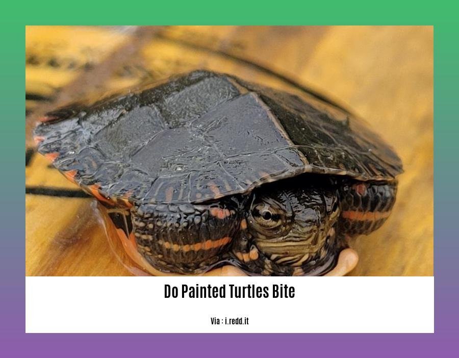 do painted turtles bite