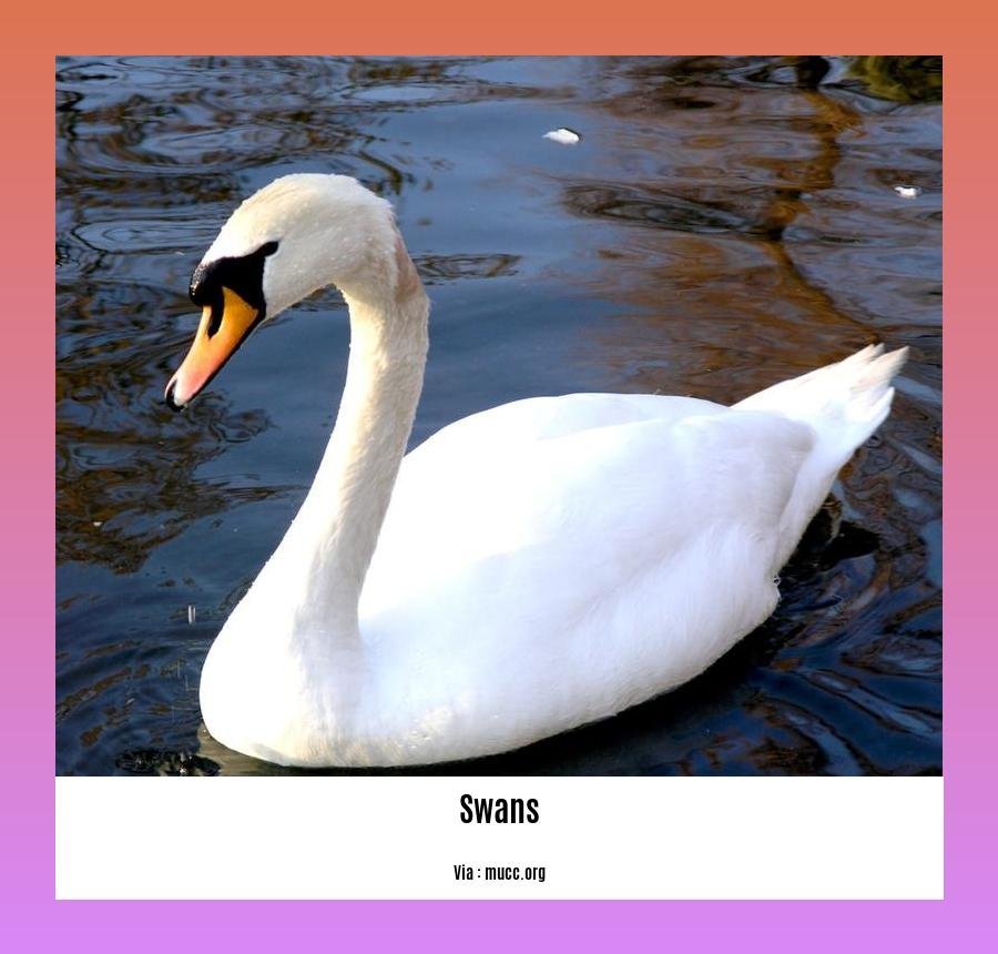 do swans eat ducks