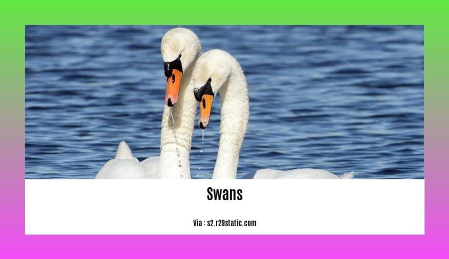do swans eat ducks 2