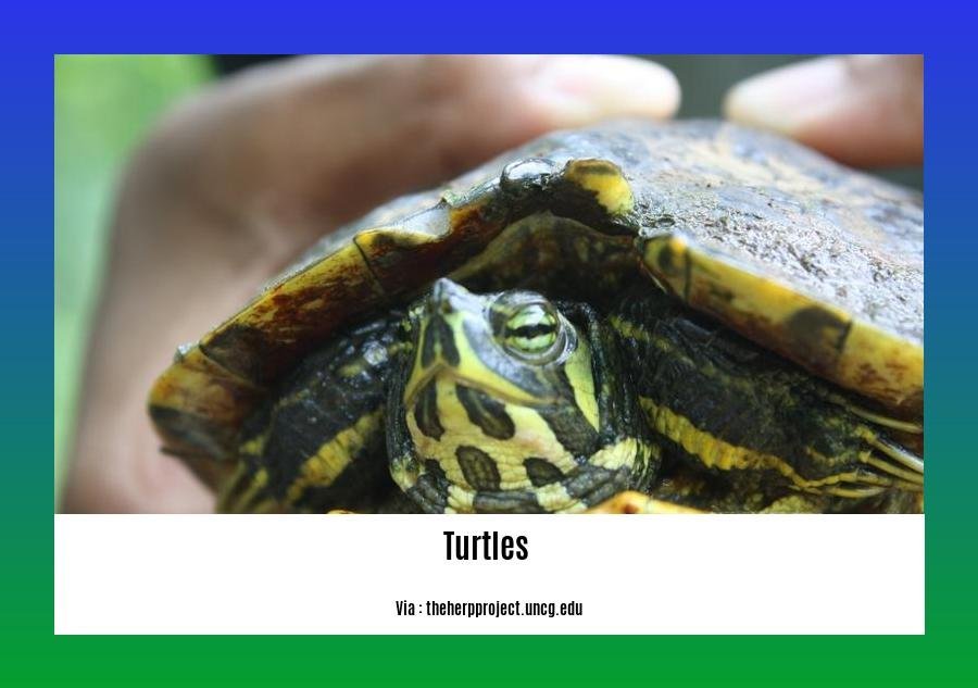 Exploring the Compatibility: Do Turtles and Tortoises Get Along in ...