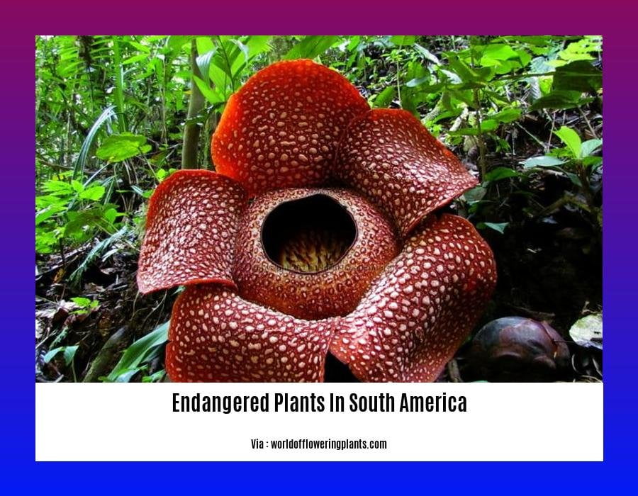 endangered plants in south america