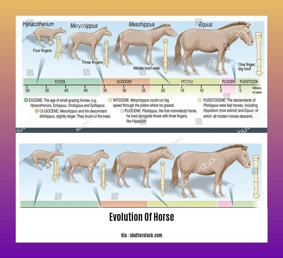 Evolution Of Horse Byju 2 
