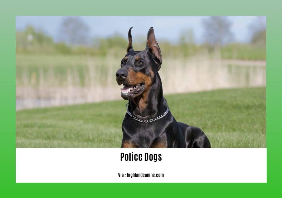 fascinating-facts-about-police-dogs-expert-insights-on-the-remarkable