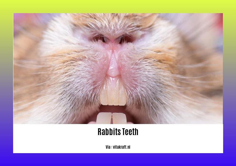 facts about rabbits teeth